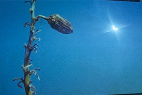 A video still detail from a video by the artist A.K. Burns showing a plant shot from below against a blue sky. A bright shining light source is in the upper right quadrant.