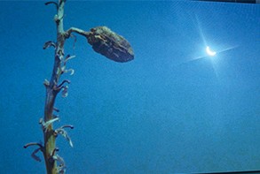 A.K. Burns. "Untitled (eclipse)," 2019; video still detail A video still detail from a video by the artist A.K. Burns showing a plant shot from below against a blue sky. A bright shining light source is in the upper right quadrant.